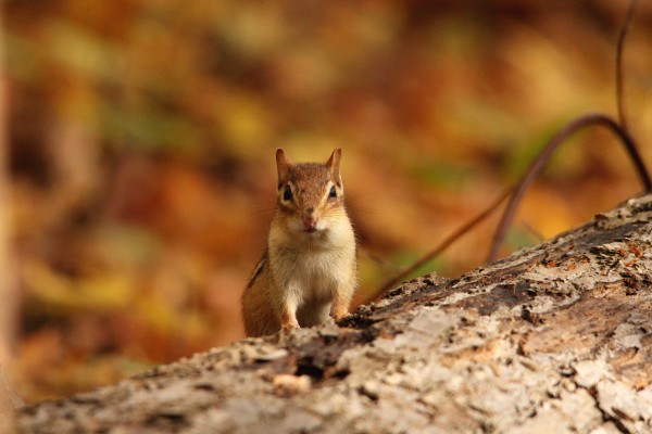 Chipmunk In Autumn by Deb Oppermann